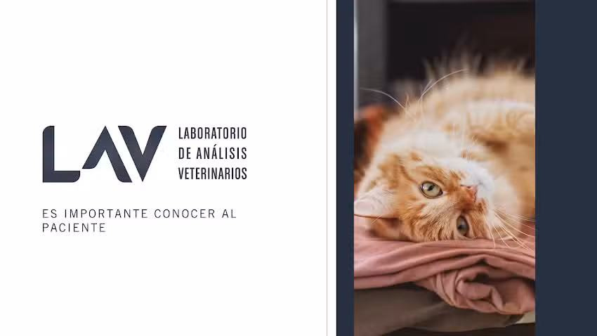 LAV Laboratorio de An&aacute;lisis Veterinario