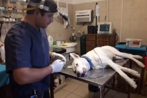 León Ruiz Veterinaria