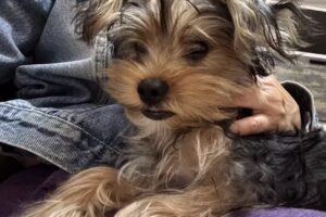 Locos X Las Mascotas B.Valle Escondido