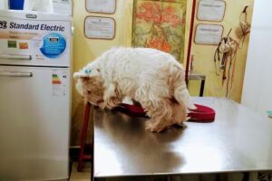 LV &ldquo;La Veterinaria&rdquo;