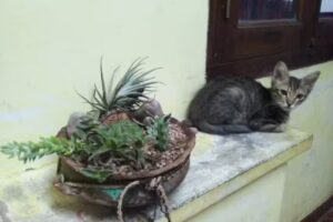 Mar- Vet Veterinaria