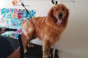 Mascotas Son Amores, veterinaria