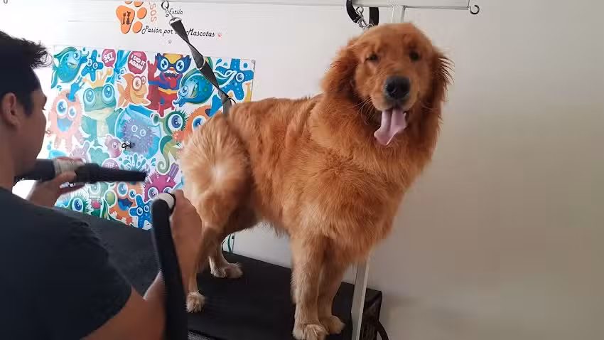 Mascotas Son Amores, veterinaria