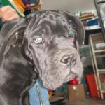 Mascotas Veterinaria