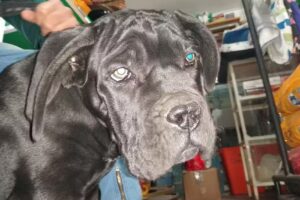 Mascotas Veterinaria