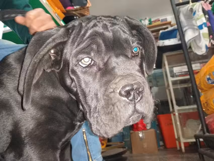 Mascotas Veterinaria