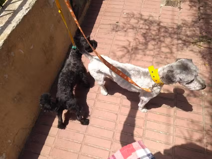 Mascotas Y Co