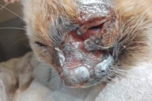 Mascothijos cl&iacute;nica veterinaria