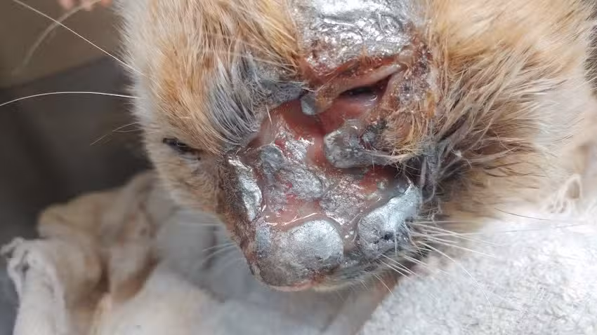 Mascothijos cl&iacute;nica veterinaria