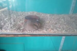 Mascotitas Concordia