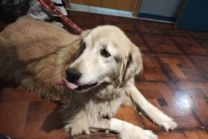 MAYKA (Centro quirúrgico Veterinario)