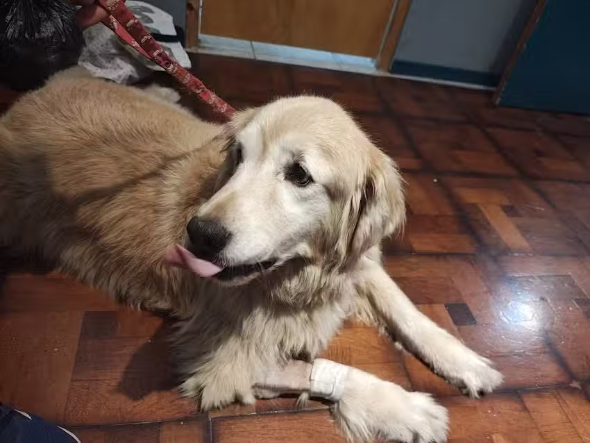 MAYKA (Centro quir&uacute;rgico Veterinario)