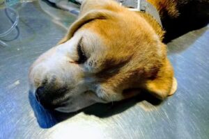 Med. veterinario Marcelo Gramaglia