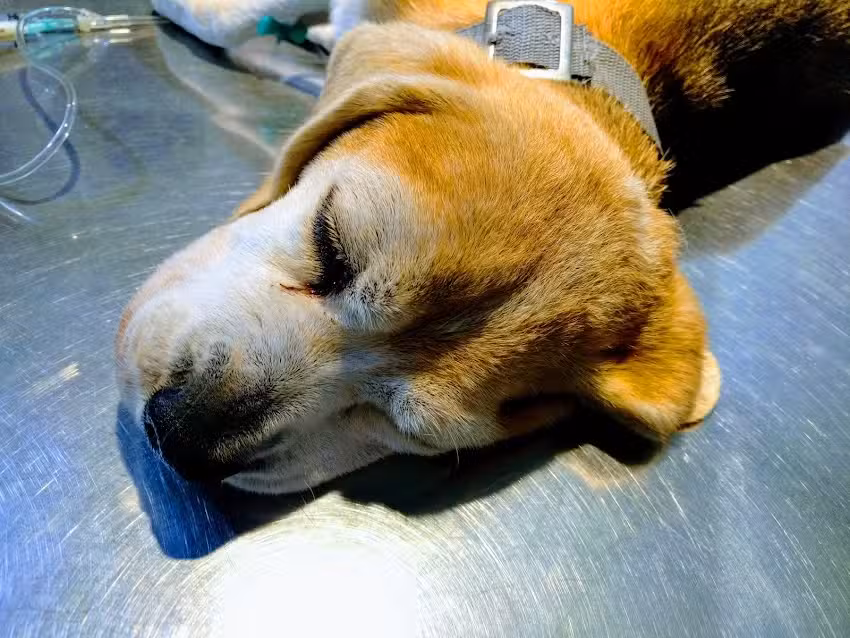 Med. veterinario Marcelo Gramaglia