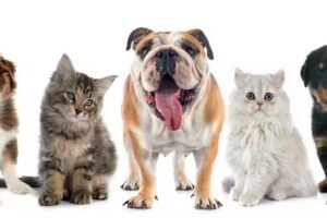 Médico veterinario a domicilio Dr. Jorge Zorzoli