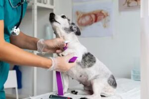 Medico Veterinario a Domicilio Oscar de Brum