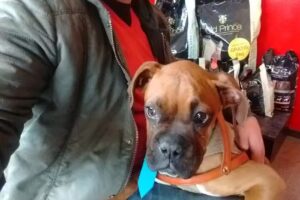 Medipet Veterinaria de Dra Herrera Nerina