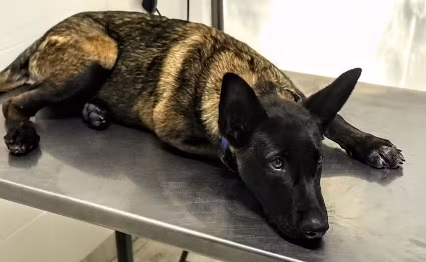 Mendieta Veterinaria