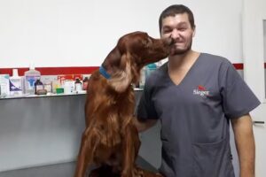 MENDIVET CLINICA VETERINARIA