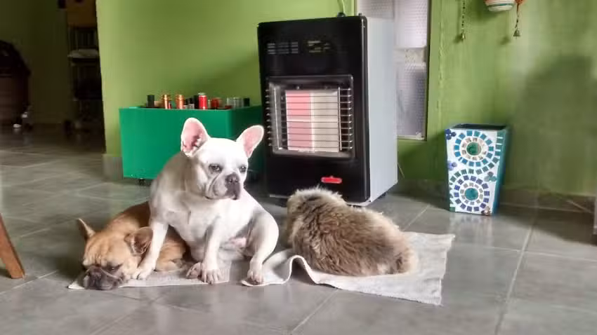 Mima Veterinaria