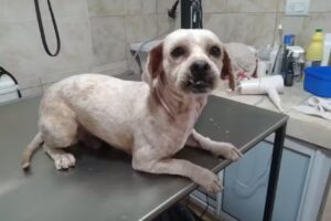 Mirko Peluquer&iacute;a Canina