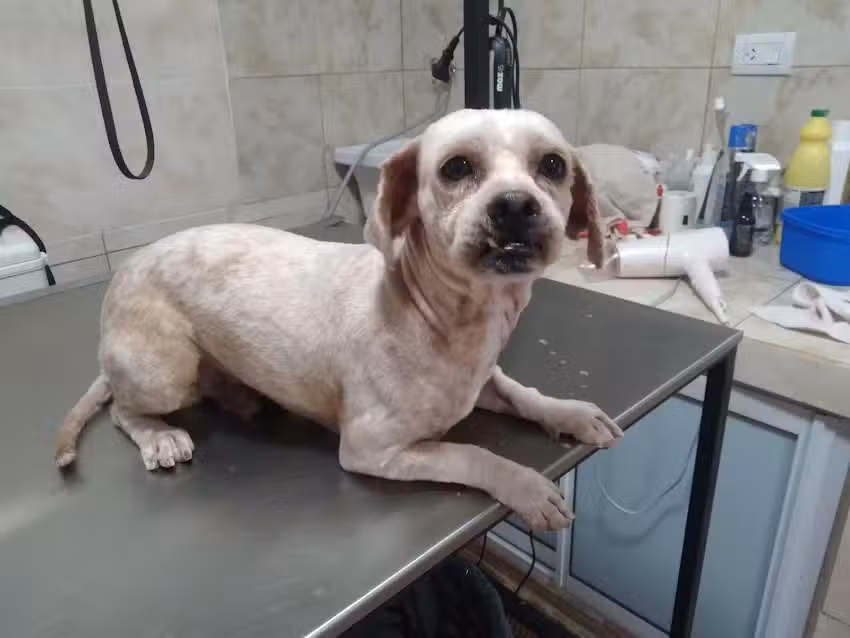 Mirko Peluquer&iacute;a Canina
