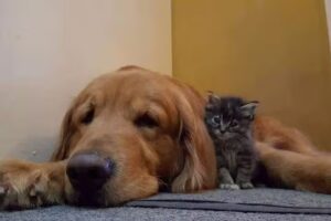 Mirkomania PetShop feat Azul Veterinaria