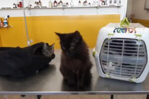 MO Pet Shopping &ndash; Sucursal Fisherton