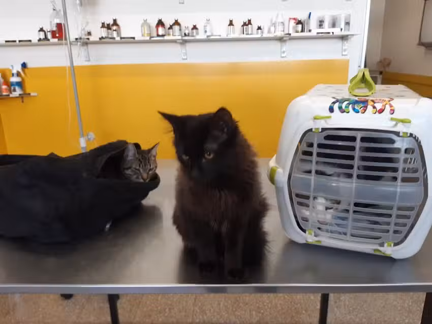 MO Pet Shopping &ndash; Sucursal Fisherton