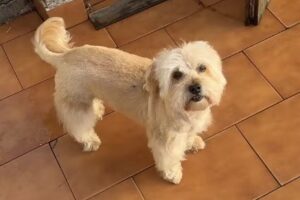 Multimascota Paternal