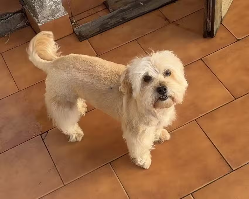 Multimascota Paternal