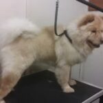 MUNDO MASCOTA VETERINARIA