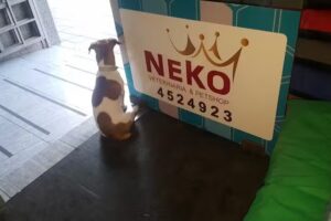 Neko Veterinaria&Petshop