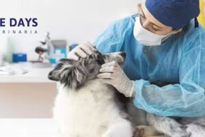 Nice Days Veterinaria