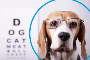 Oftalmologia Veterinaria Bariloche &ndash; Beveraggi Maria Graciela