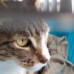 Oftalmolog&iacute;a Veterinaria Mar&iacute;a Jos&eacute; del Sole