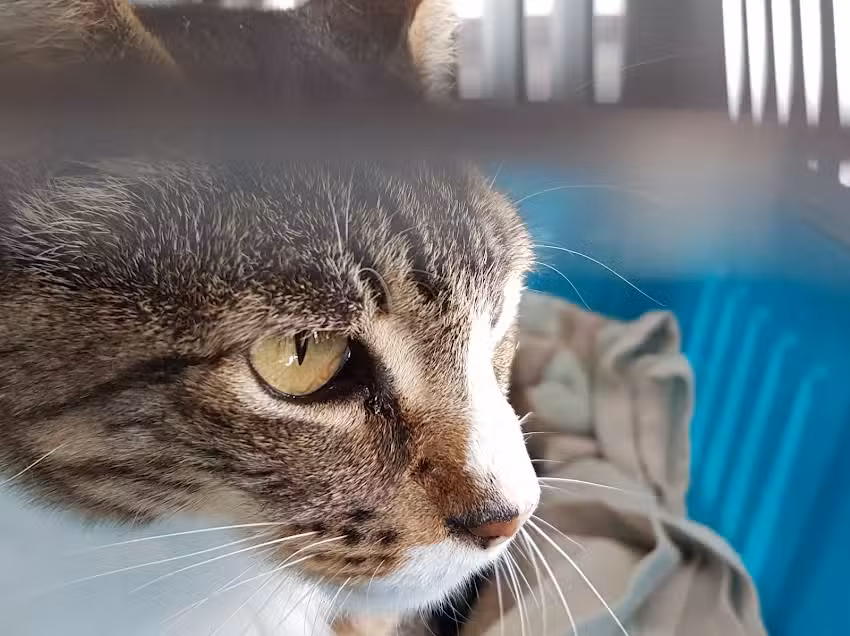 Oftalmolog&iacute;a Veterinaria Mar&iacute;a Jos&eacute; del Sole