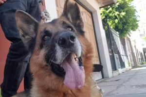 Otaz María Alejandra – Veterinaria Hurlingham