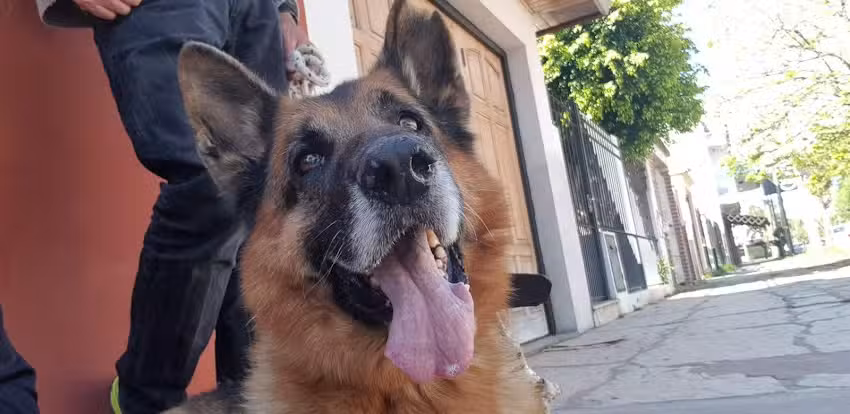 Otaz Mar&iacute;a Alejandra &ndash; Veterinaria Hurlingham