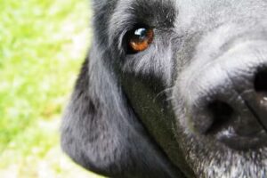 OVC – Oftalmología Veterinaria Cuyo