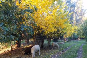 Ovejas como Mascotas