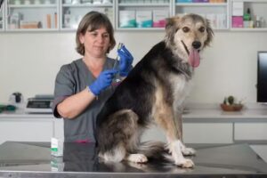 OVER &ndash; Organizaci&oacute;n Veterinaria Regional S.R.L.