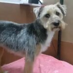 Peluquer&iacute;a Canina