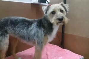 Peluquer&iacute;a Canina