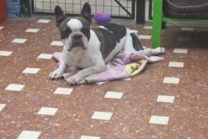 Pensionado de Mascotas 4 Patas