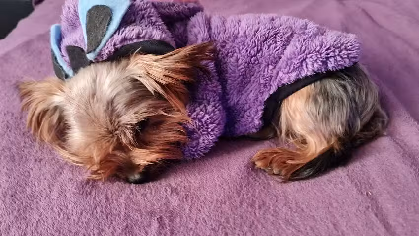 Perro Al Agua Veterinaria