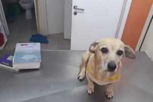 PET ONE VETERINARIA & PET SHOP