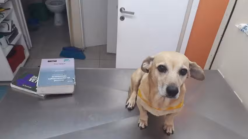 PET ONE VETERINARIA & PET SHOP