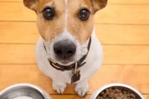 Pet’s Club. “El club de las Mascotas”