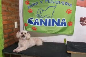 Pet Shop Canina
